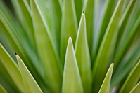 Yucca