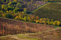 Vineyards under the Motovun town, Istria, Croatia