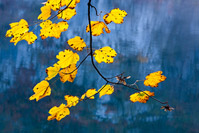 Tree branch and colorful leaves in National Park Plitvice Lakes, Lika, Croatia