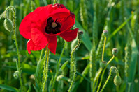 Springtime Poppy 