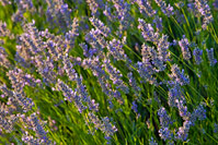 Lavender from island Hvar, Dalmatia/Croatia