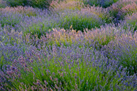 Lavender on island Hvar, Dalmatia, Croatia