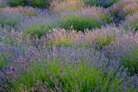 Hvarska lavanda