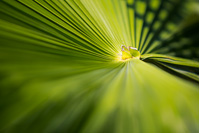 Palm tree leaf