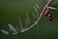 Olive brench on the tree