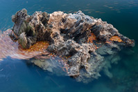 Tuff rock and autumn leaves abstraction in national park Plitvice Lakes, Lika, Croatia