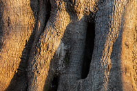 The widest olive tree in famous park The Olive trees of Lun on island Pag, Dalmatia, Croatia