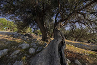 Lunjski maslinici na otoku Pagu, Kvarner/Hrvatska