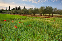 Grain field full of poppies near town Rovinj, Istria, Croatia