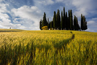 Polja žita i čempresi kraj mjesta San Quirico d'Orcia, Toskana/Italija