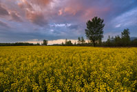 Rapeseed field at sunset, Zagorje, Croatia