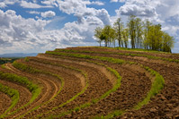 Famous hill Madjerkin Breg in region of Medjimurje, Croatia