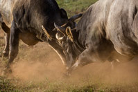 Bull fighting contest in Dalmatia, Croatia