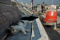 Cat and the fisherman in town Fazana, Istria, Croatia