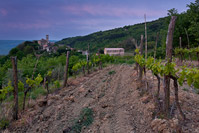 Vineyard in an old town Zavrsje, Istria, Croatia