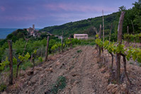 Vinograd u mjestu Završje, Istra/Hrvatska
